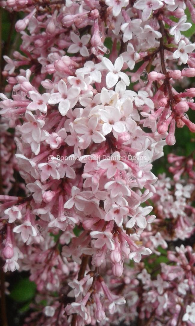 Syringa microphylla 'Superba'