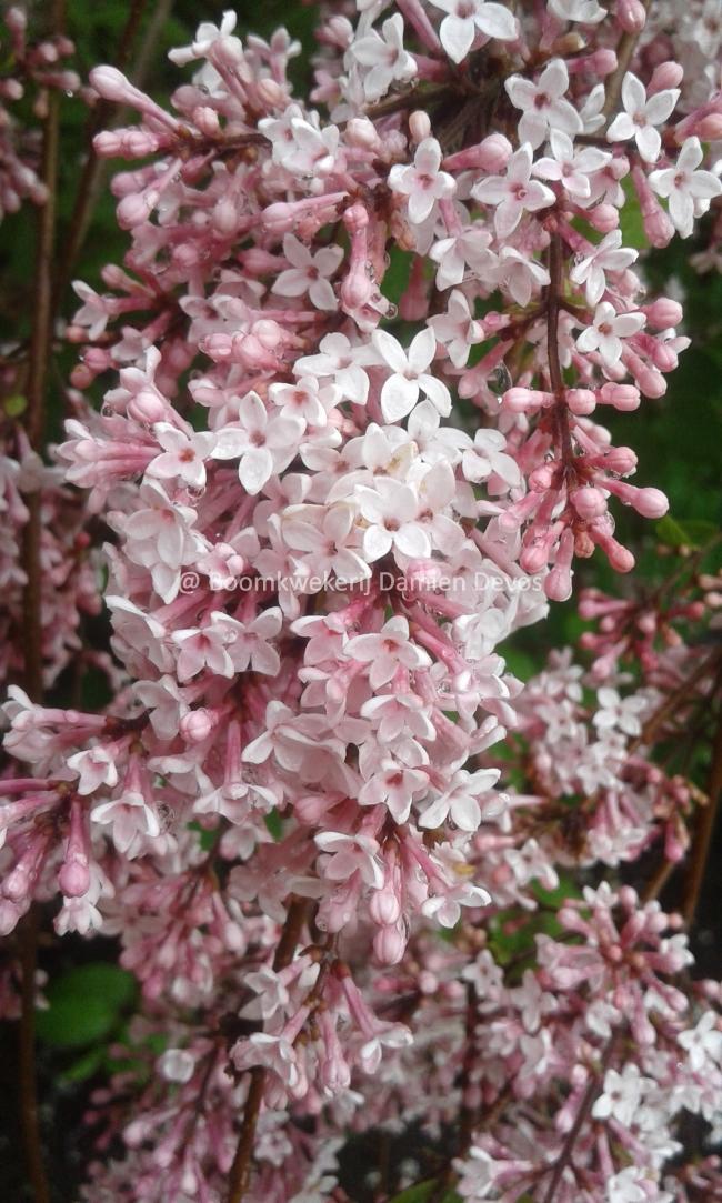 Syringa microphylla 'Superba'