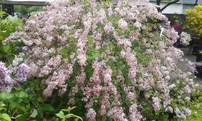 Syringa microphylla 'Superba'