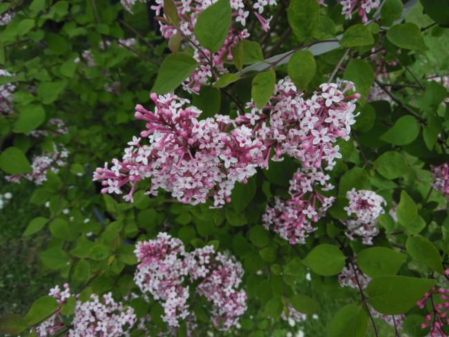 Syringa microphylla 'Superba'