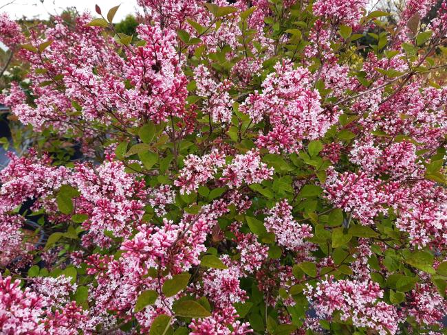 Syringa microphylla 'Superba'