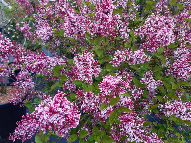 Syringa microphylla 'Superba'