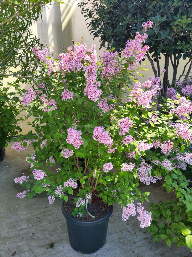 Syringa microphylla 'Superba'