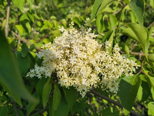 Syringa pekinensis