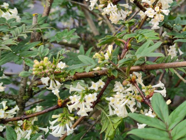 Syringa pinnatifolia