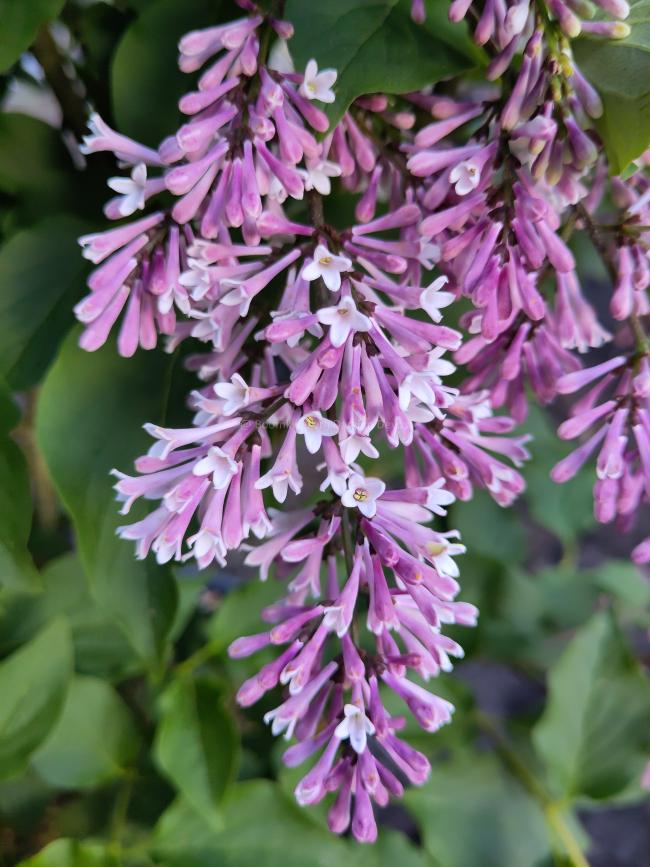 Syringa patula 'Miss Kim'