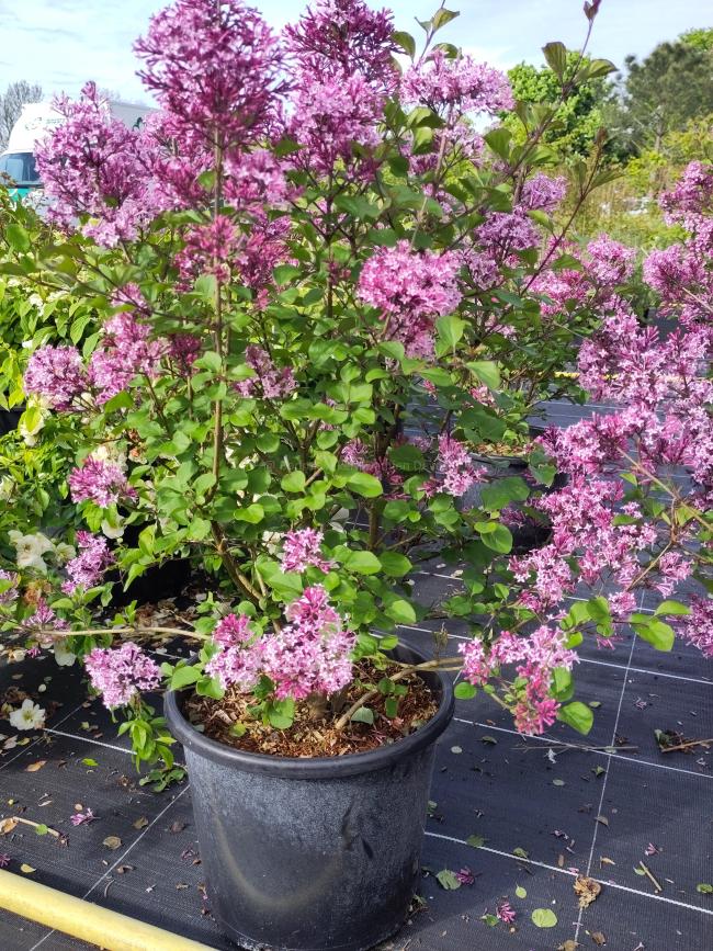 Syringa 'Red Pixie'