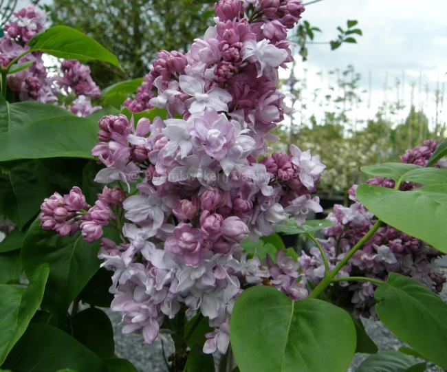 Syringa vulgaris 'Katherine Havemeyer'