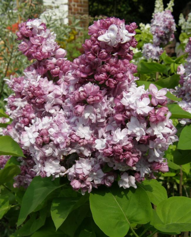 Syringa vulgaris 'Katherine Havemeyer'