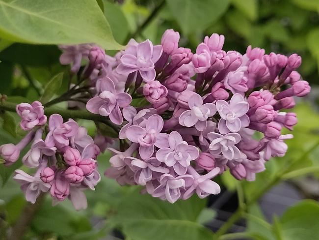 Syringa vulgaris 'Michel Buchner'