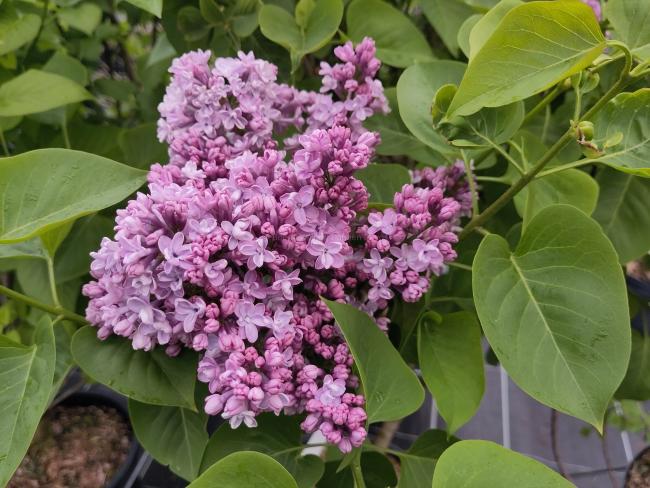 Syringa vulgaris 'Michel Buchner'