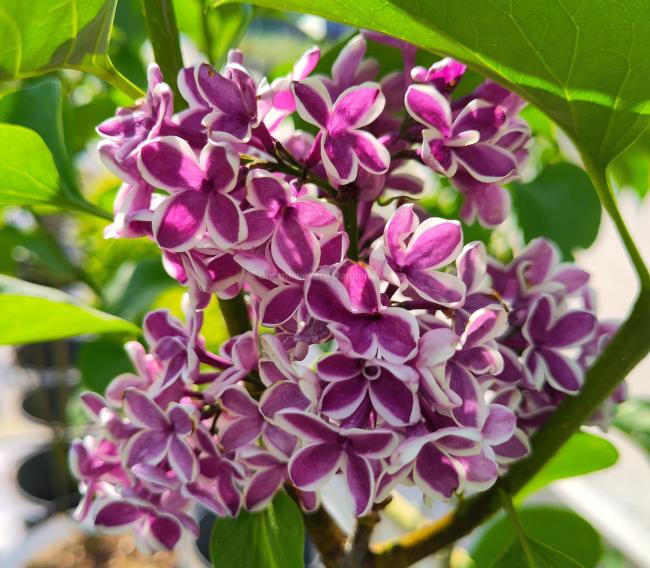 Syringa vulgaris 'Sensation'