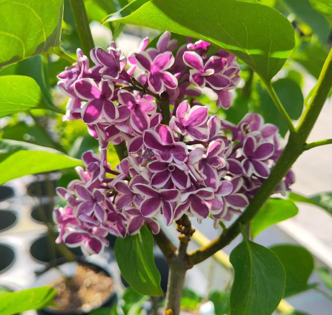 Syringa vulgaris 'Sensation'