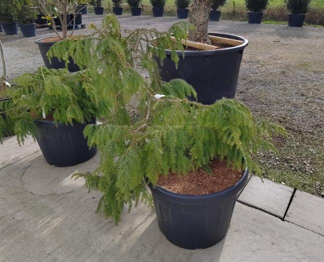 Taiwania cryptomerioides