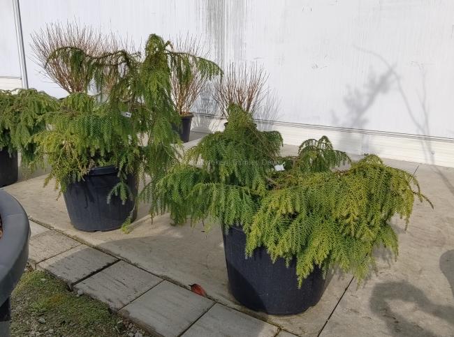 Taiwania cryptomerioides