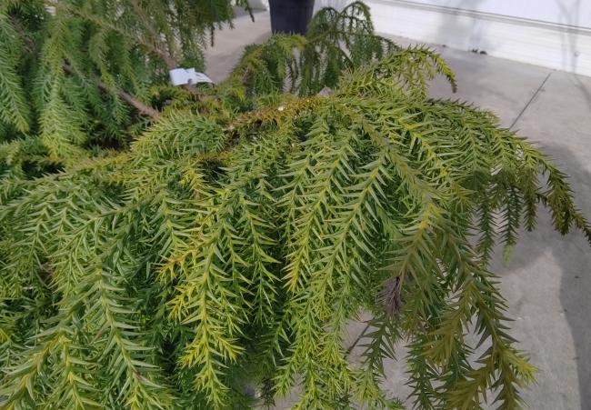 Taiwania cryptomerioides