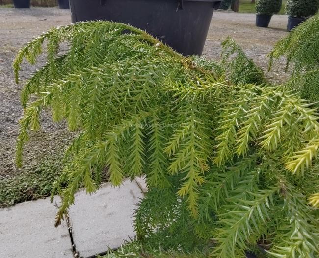 Taiwania cryptomerioides