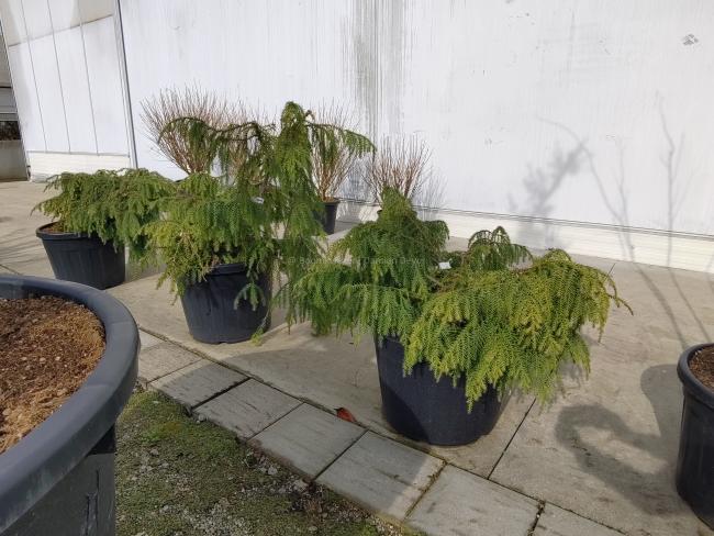 Taiwania cryptomerioides