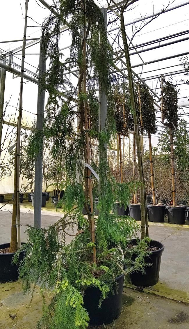 Taiwania cryptomerioides