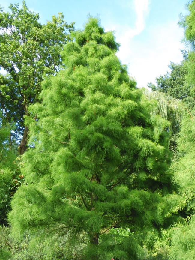 Taxodium distichum 'Nutans' (=Taxodium ascendens 'Nutans')