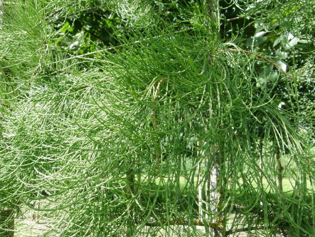 Taxodium distichum 'Nutans' (=Taxodium ascendens 'Nutans')
