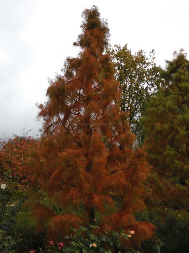 Taxodium distichum 'Nutans' (=Taxodium ascendens 'Nutans')