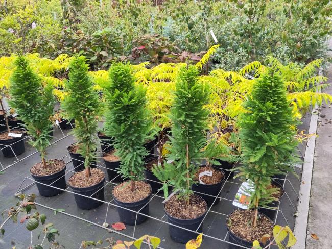 Taxodium distichum 'Pevé Minaret'