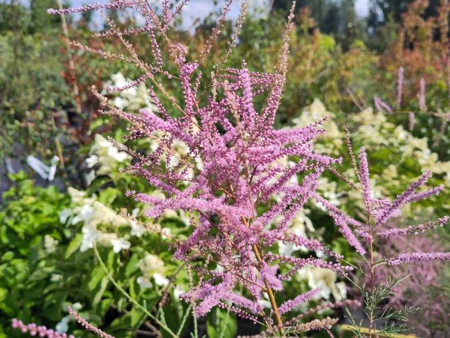 Tamarix ramosissima 'Rubra'