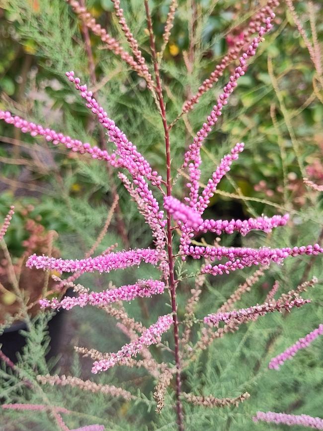 Tamarix ramosissima 'Rubra'