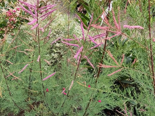 Tamarix ramosissima 'Rubra'