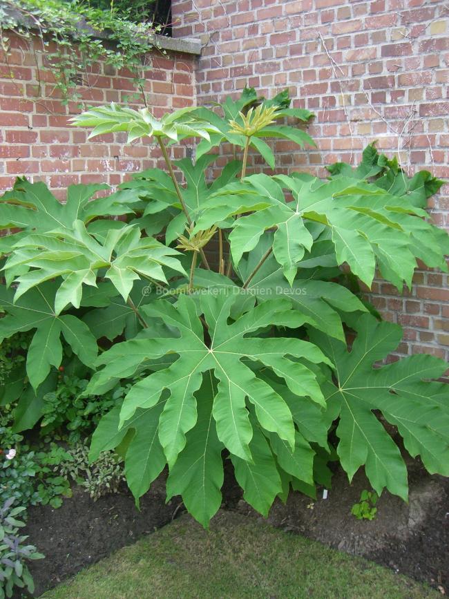 Tetrapanax papyrifer