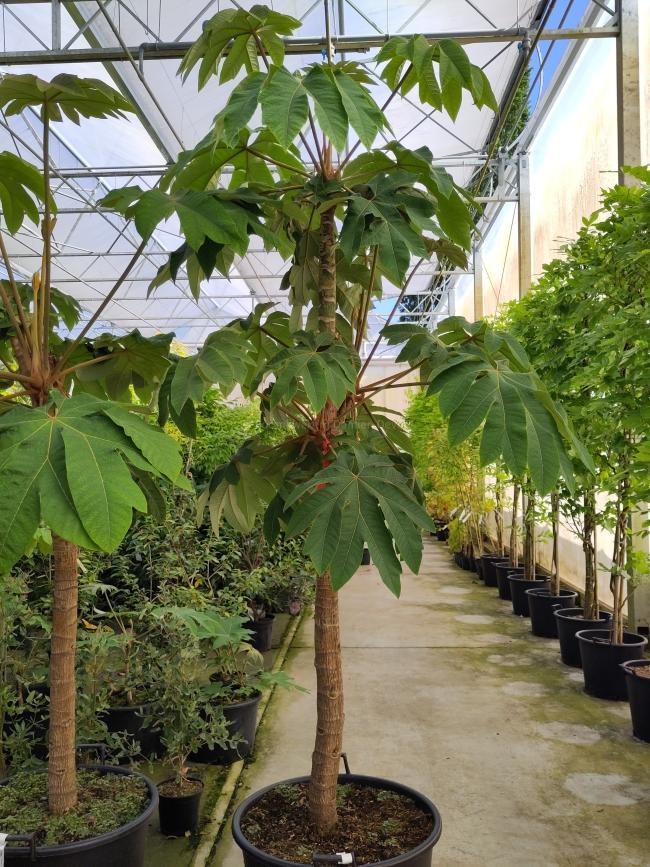 Tetrapanax papyrifer