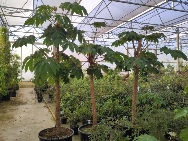 Tetrapanax papyrifer