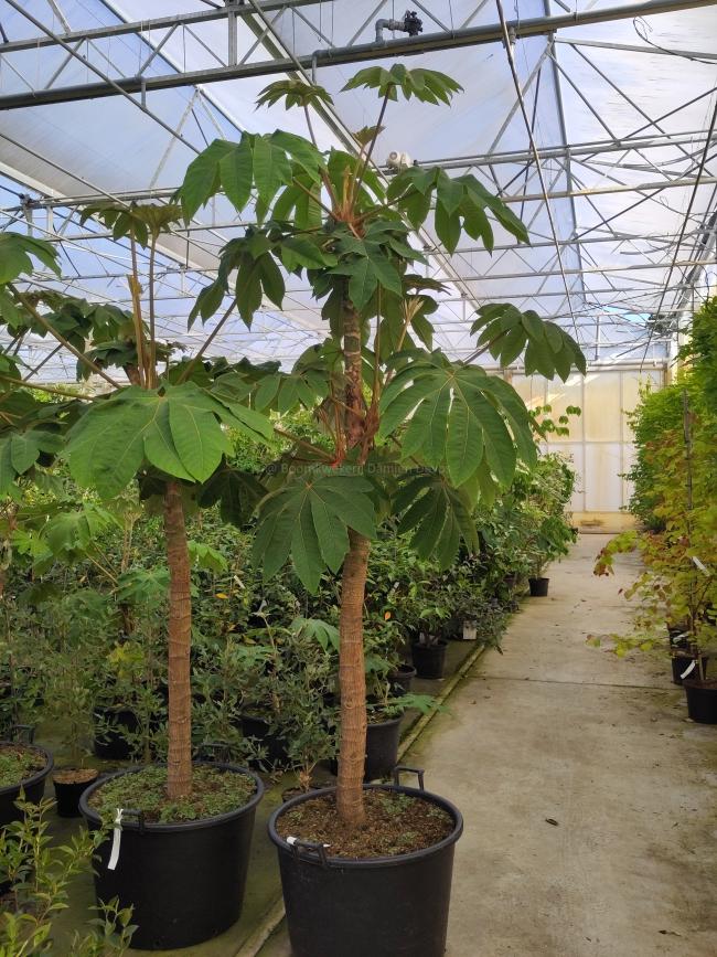 Tetrapanax papyrifer