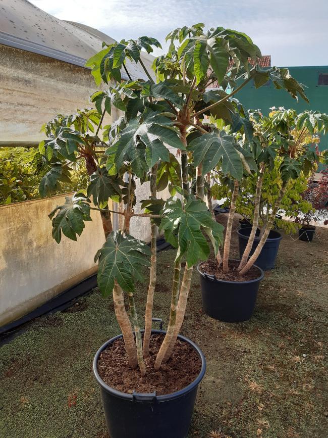 Tetrapanax papyrifer 'Rex'