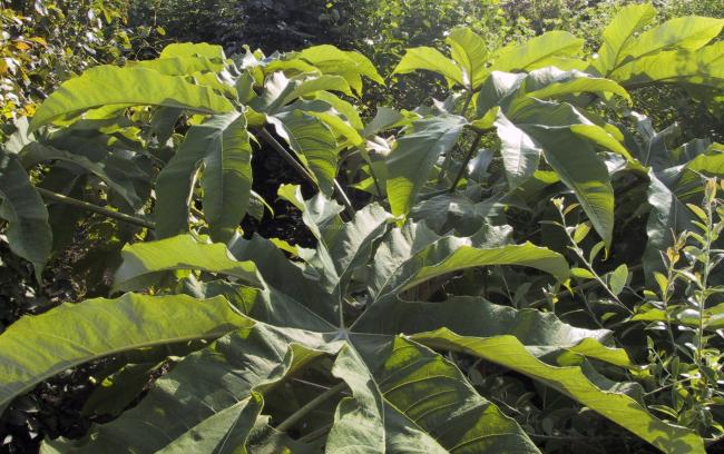 Tetrapanax papyrifer 'Rex'