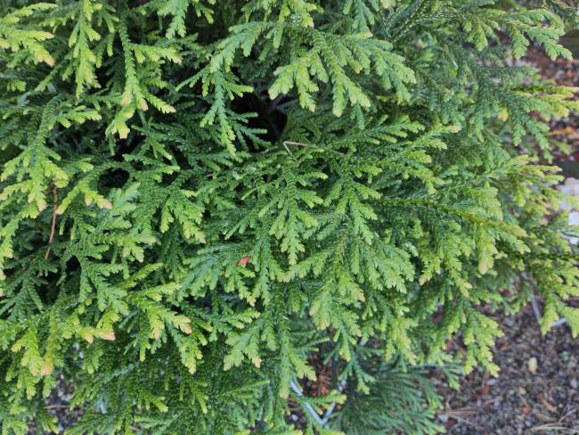 Thujopsis dolabrata