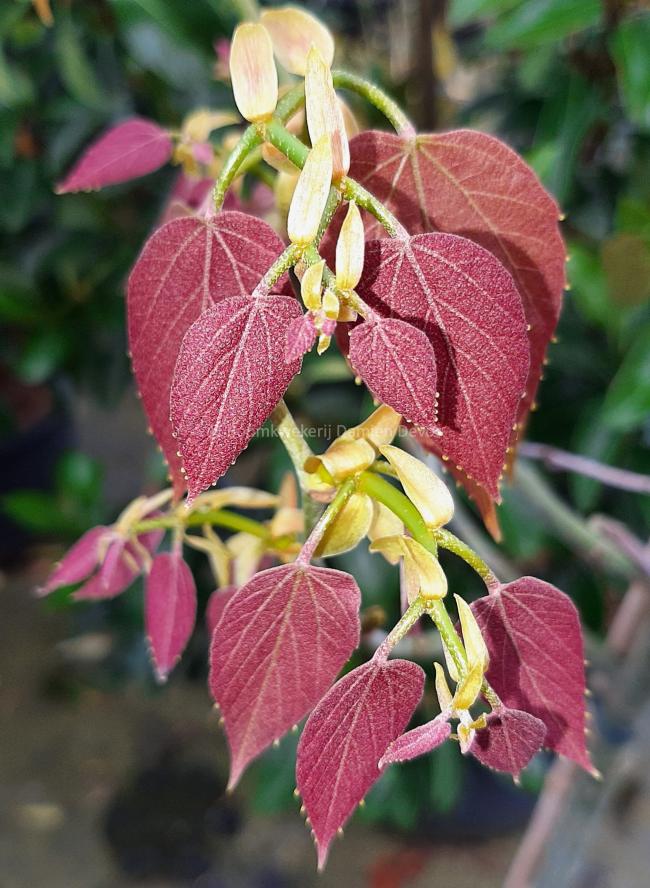 Tilia endochrysea