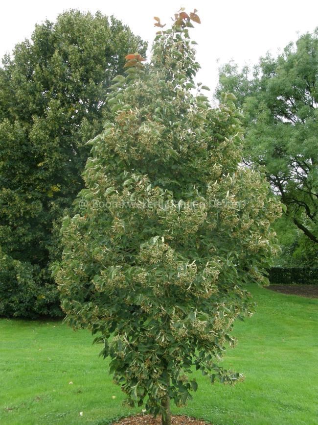 Tilia henryana 'Arnold's Select'
