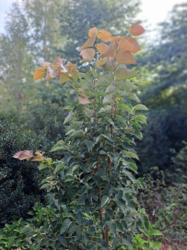 Tilia henryana 'Arnold's Select'