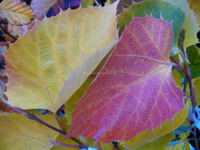 Tilia henryana 'Arnold's Select'
