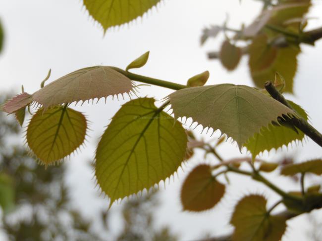 Tilia henryana (from seed)