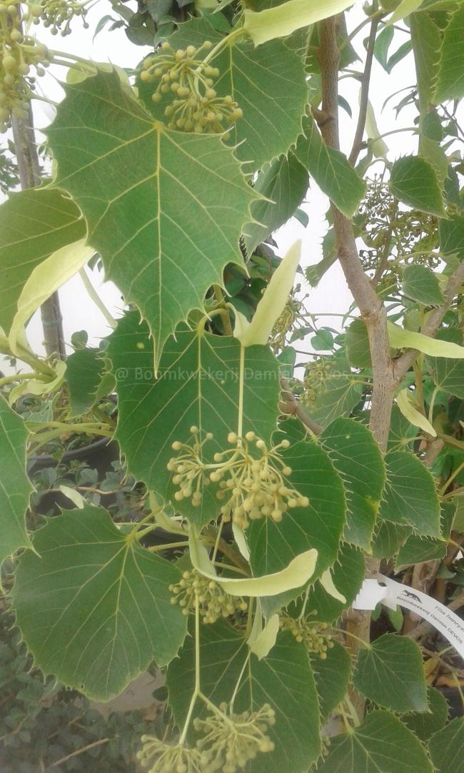 Tilia henryana (from seed)