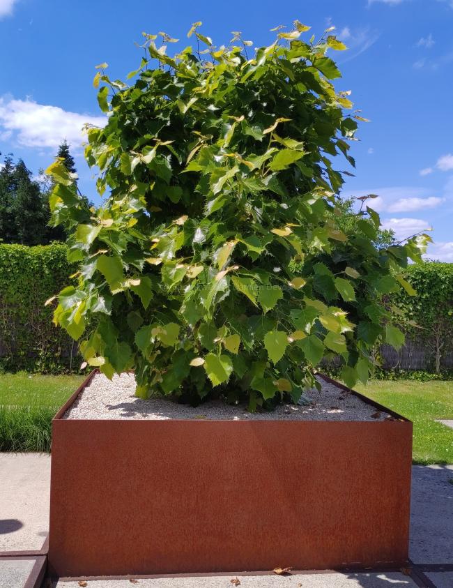 Tilia henryana (from seed)
