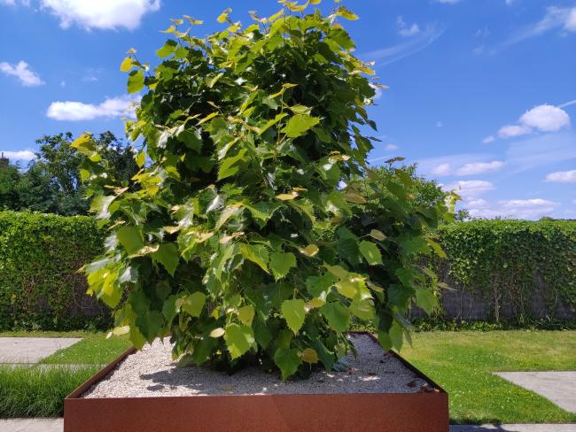 Tilia henryana (from seed)