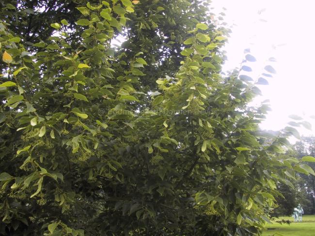Tilia kiusiana