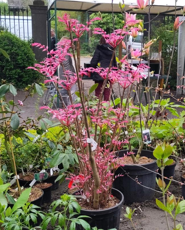 Toona sinensis 'Flamingo'