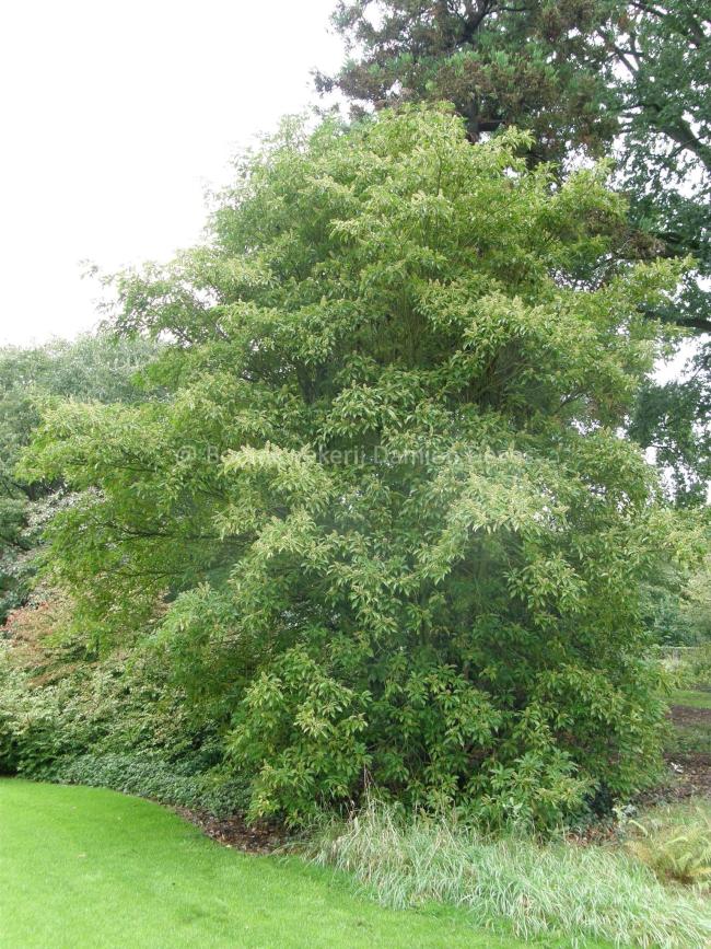 Trochodendron aralioides