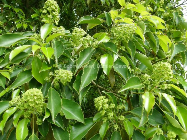 Trochodendron aralioides