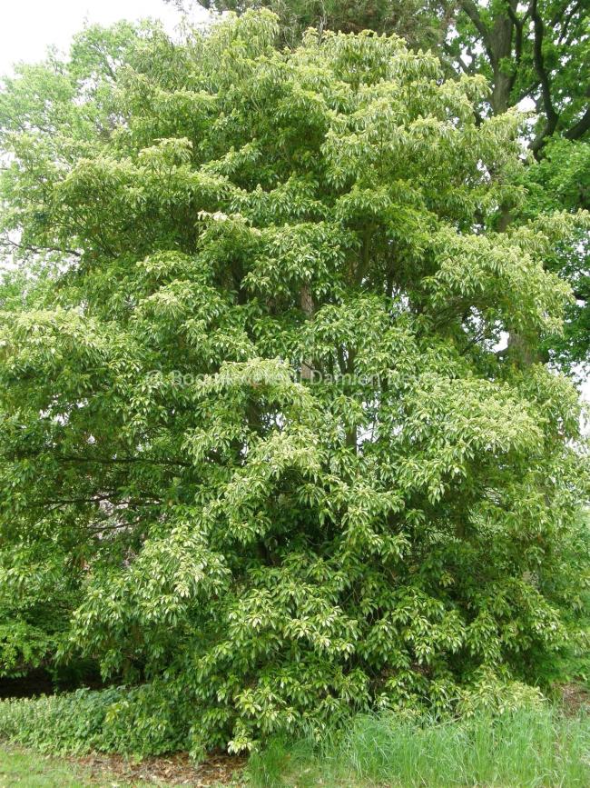 Trochodendron aralioides